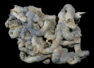 Vermicularia sp.