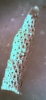 Hornera sp
