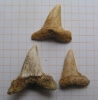 Isurus hastalis