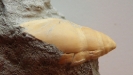 Marginella sturii