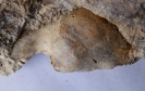 Neopycnodonte sp