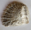 Ostrea lamellosa