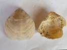 Terebratula hoernesi