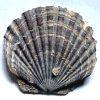 Oopecten gigas