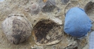 Laevicardium sp.