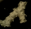 Hemipristis serra