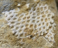 Reteporella sp.