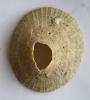 Patella sp.