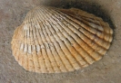 Anadara turonica