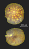 Discorbis trochiformis (Andreae, 1884)
