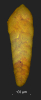 Bolivina sp.