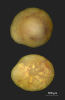 Discorbina trocha (Roemer, 1838)