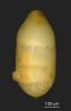 Pseudonodosaria aequalis (Reuss, 1863)