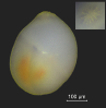Globulina sp.