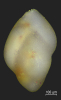 Guttulina sp.