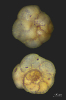Lobatula lobatula (Walker & Jacob, 1798)