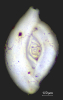 Spiroloculina sp.