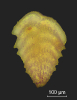 Spirorutilus carinatus (d´Orbigny, 1846)