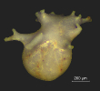 Globulina gibba d ´Orbigny, 1826 (fistulos)