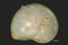 Lenticulina sp.