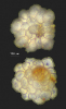 Planorbulina difformis Roemer, 1838