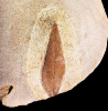 Blattfossil