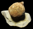 Carya ventricosa