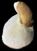 Panopea angusta