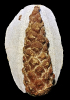 Pinus brevis