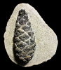 Pinus brevis