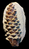 Pinus sp.