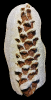 Pinus sp.