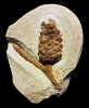 Pinus sp.
