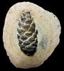 Pinus sp.