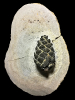 Pinus sp.