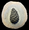 Pinus sp.