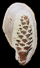Pinus sp.