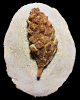 Pinus sp.