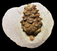 Pinus urani