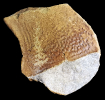 Testudo sp.