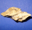 Pterynotus moguntiacus
