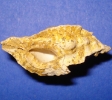 Pterynotus moguntiacus