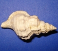 Sassia flandrica