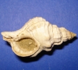 Sassia flandrica