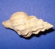 Muricopsis peregra