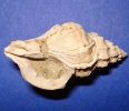 Muricopsis peregra