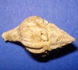 Lyrotyphis cuniculosus