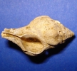 Lyrotyphis cuniculosus