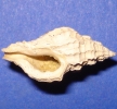 Muricopsis neglecta