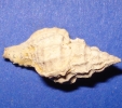Muricopsis neglecta